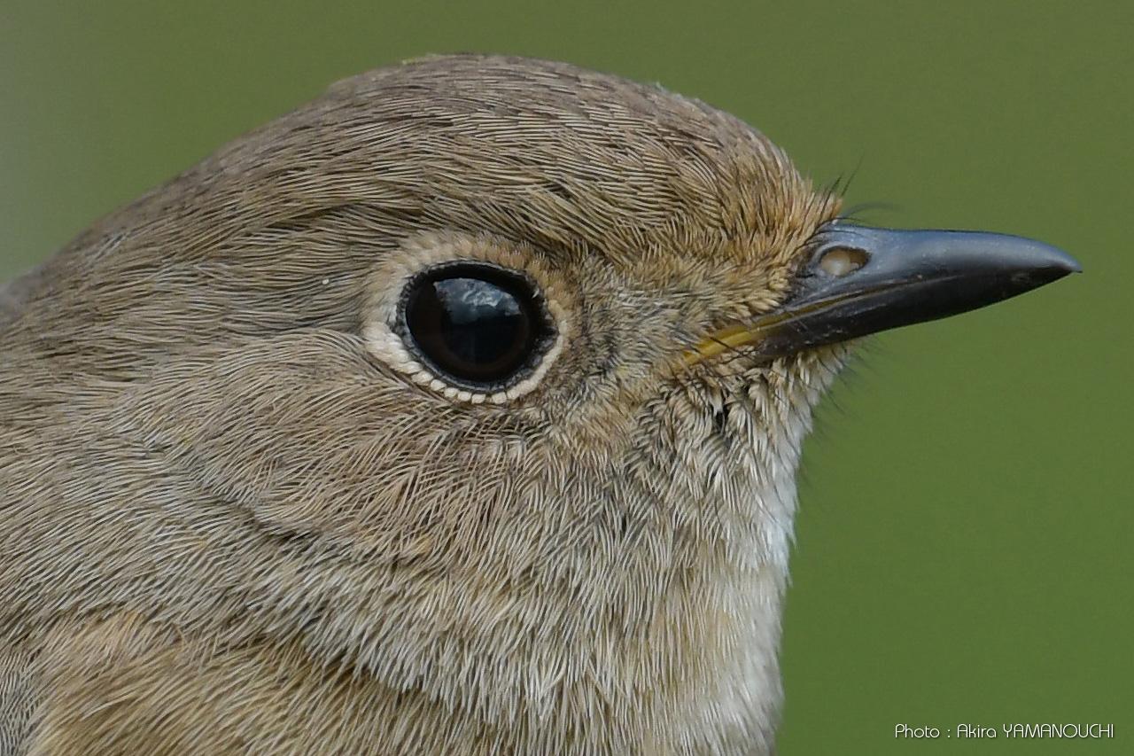 ジョウビタキ Phoenicurus Auroreus ジョウビタキ Phoenicurus Auroreus